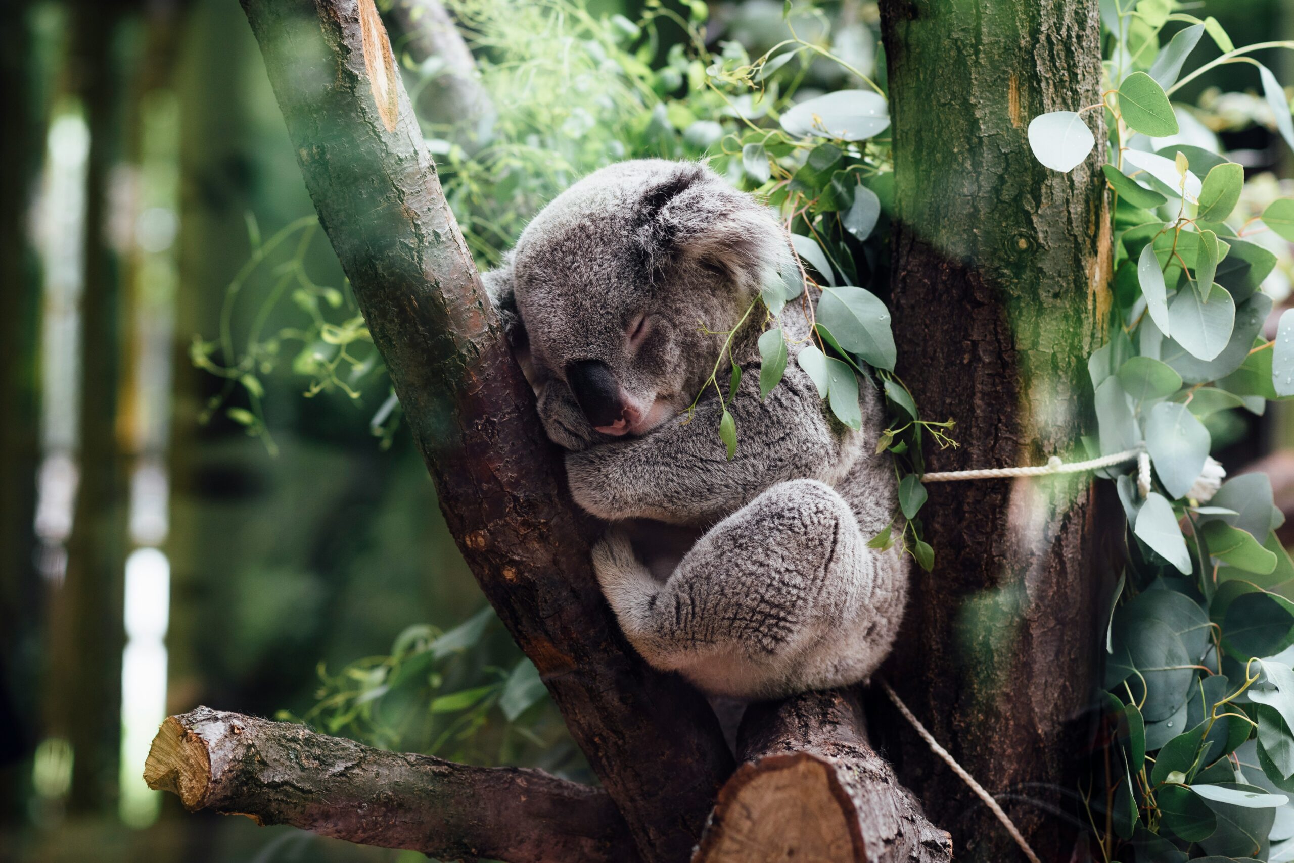 sleeping koala